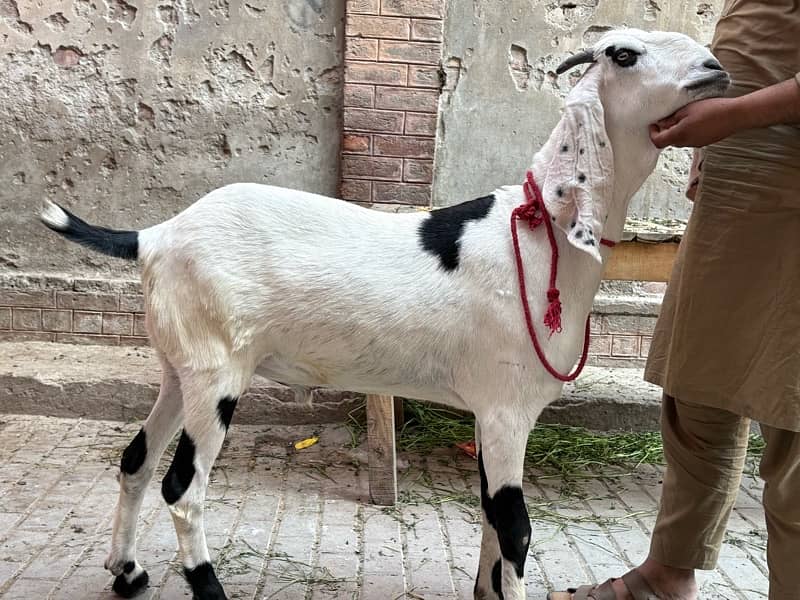 Masallah khubsurt or Heavy weight Bakra 1