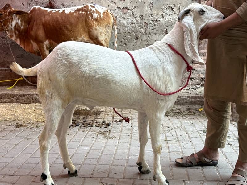 Masallah khubsurt or Heavy weight Bakra 2