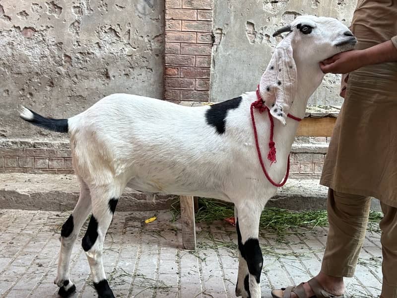 Masallah khubsurt or Heavy weight Bakra 3