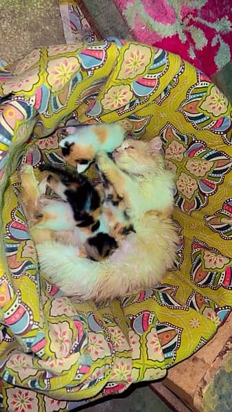 Persian cat with kittens 0