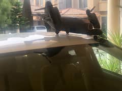 Ospery