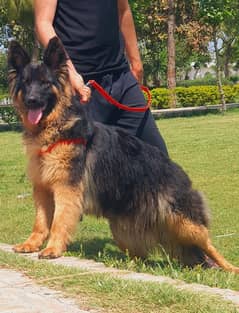 German