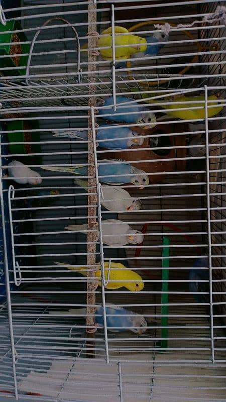 11 pair bajree pathaye for sale. 6