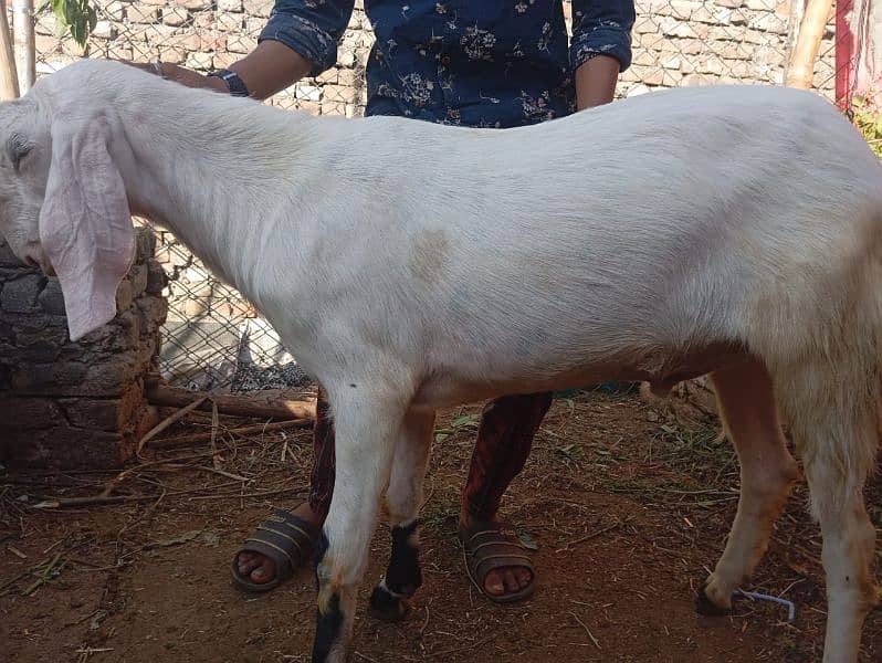 bakra goat for qurbani 1