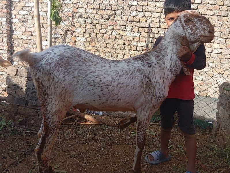bakra goat for qurbani 3