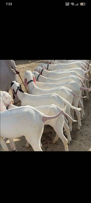 bakra goat for qurbani 5