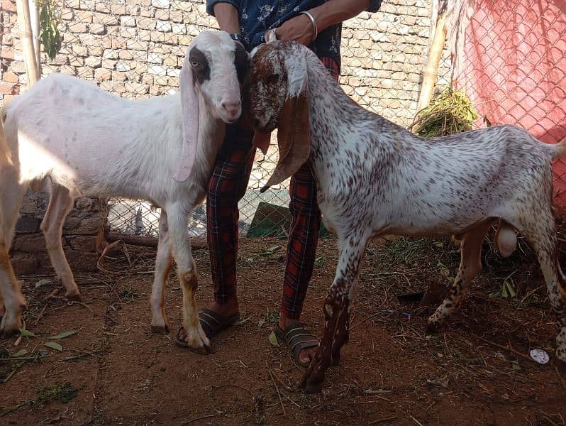 bakra goat for qurbani 6