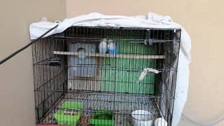 Blue fishery love birds breeder pair with chicks and cage