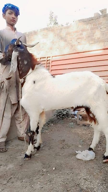 High quality goats for qurbani 0