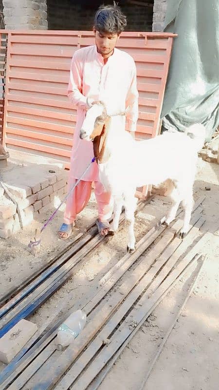 High quality goats for qurbani 1