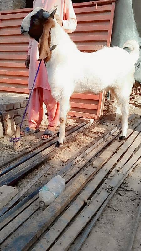 High quality goats for qurbani 2