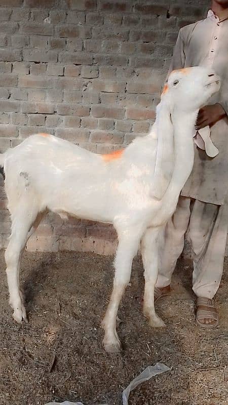 High quality goats for qurbani 3