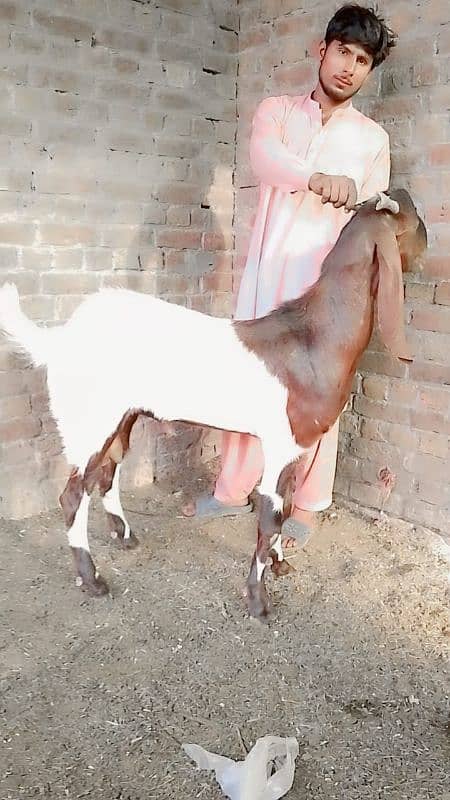 High quality goats for qurbani 4