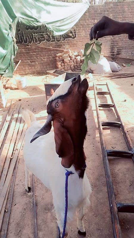 High quality goats for qurbani 5