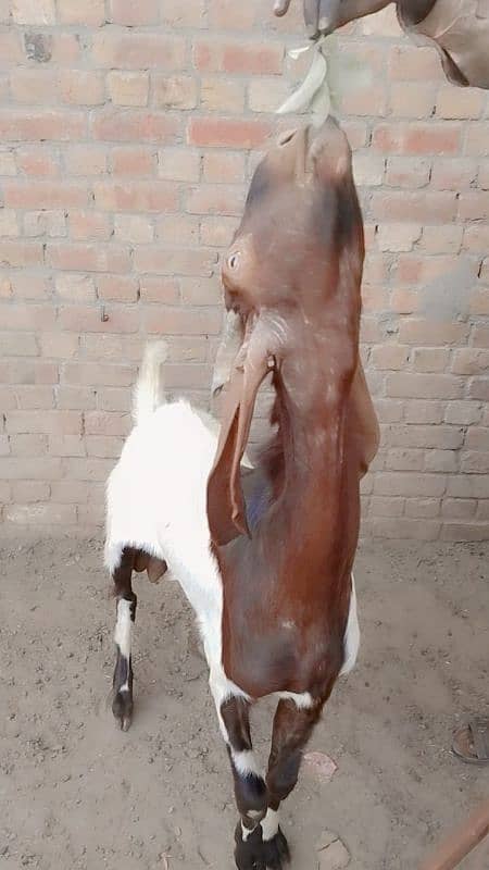 High quality goats for qurbani 6
