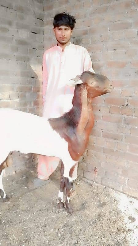 High quality goats for qurbani 7