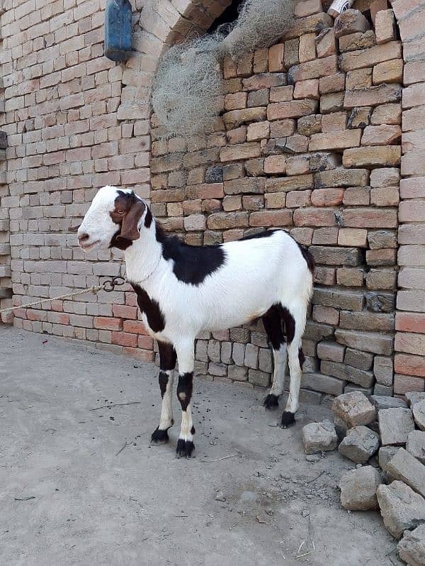 High quality goats for qurbani 8