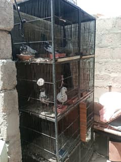 cage for sale