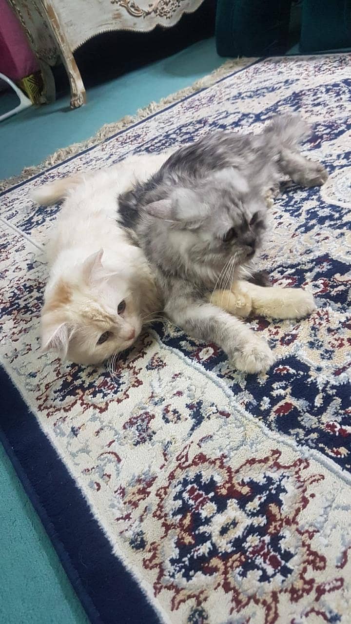 Persian kitten | Triple Coat | Persian Cat | Fluffy Kitten For Sale 0