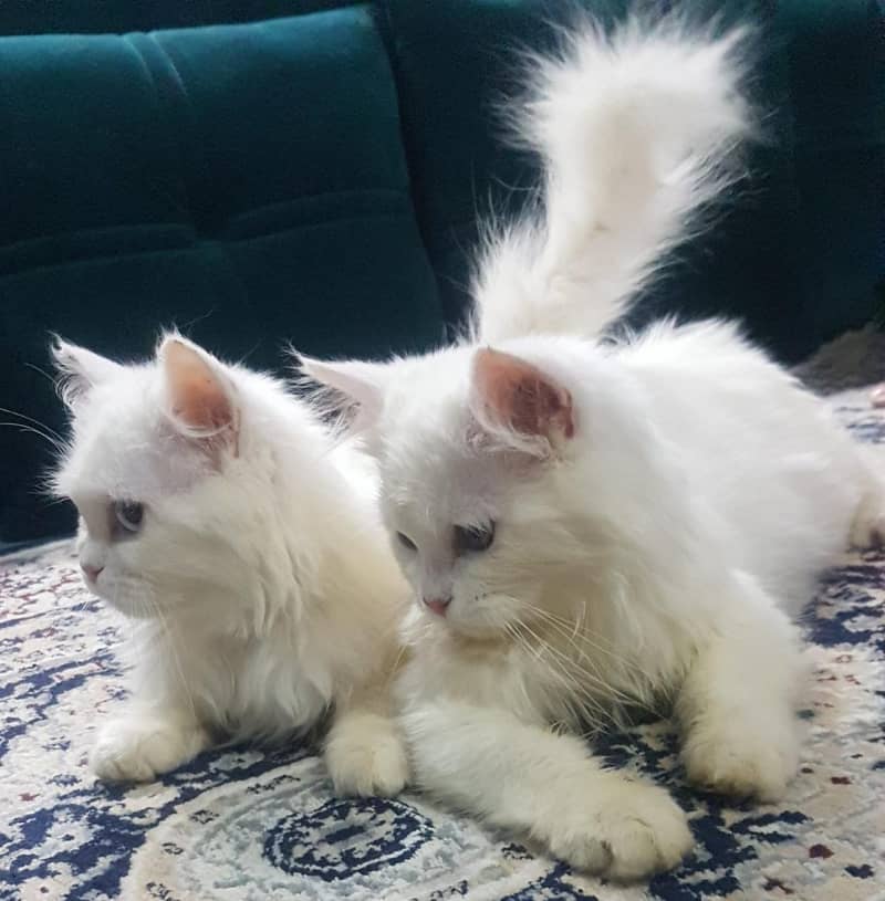 Persian kitten | Triple Coat | Persian Cat | Fluffy Kitten For Sale 1