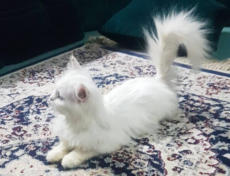Persian kitten | Triple Coat | Persian Cat | Fluffy Kitten For Sale 2