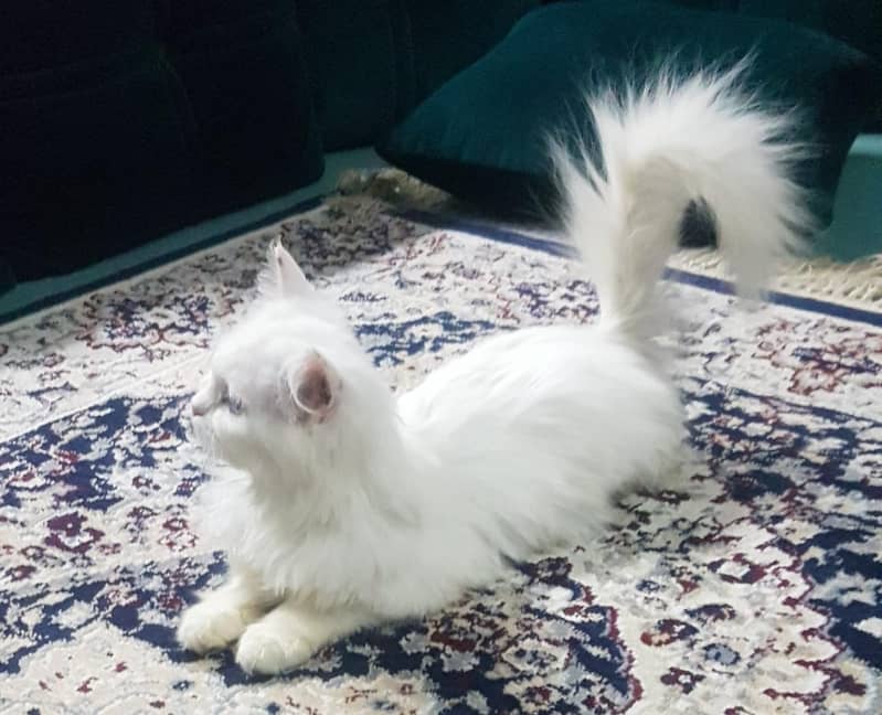 Persian kitten | Triple Coat | Persian Cat | Fluffy Kitten For Sale 3