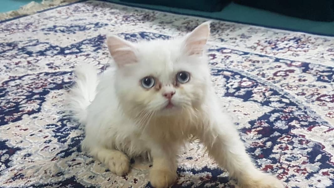 Persian kitten | Triple Coat | Persian Cat | Fluffy Kitten For Sale 5