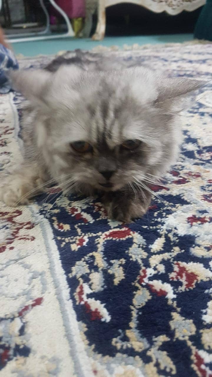 Persian kitten | Triple Coat | Persian Cat | Fluffy Kitten For Sale 6
