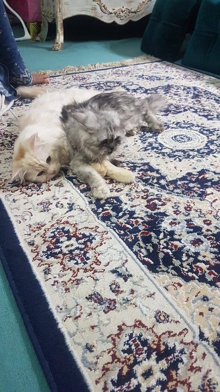 Persian kitten | Triple Coat | Persian Cat | Fluffy Kitten For Sale 7
