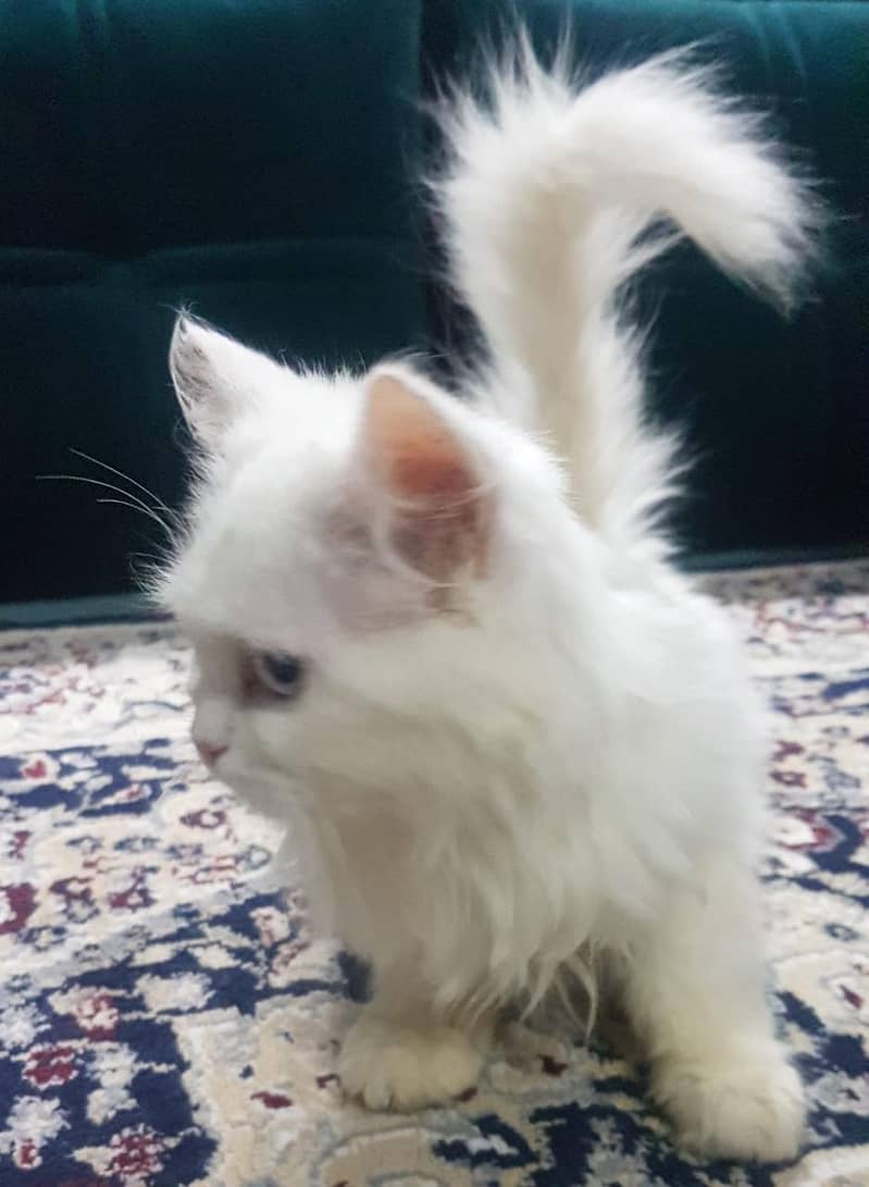 Persian kitten | Triple Coat | Persian Cat | Fluffy Kitten For Sale 8