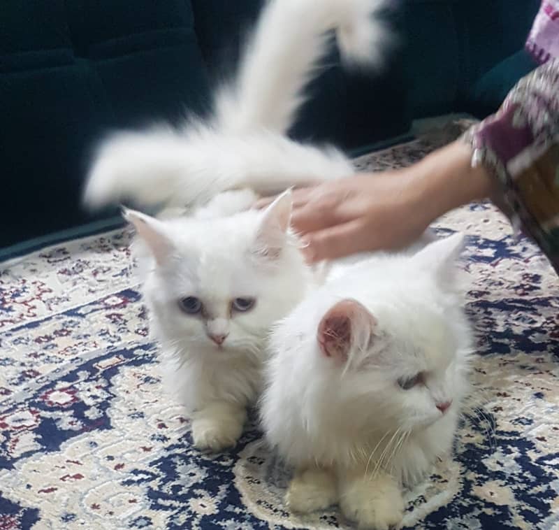 Persian kitten | Triple Coat | Persian Cat | Fluffy Kitten For Sale 9