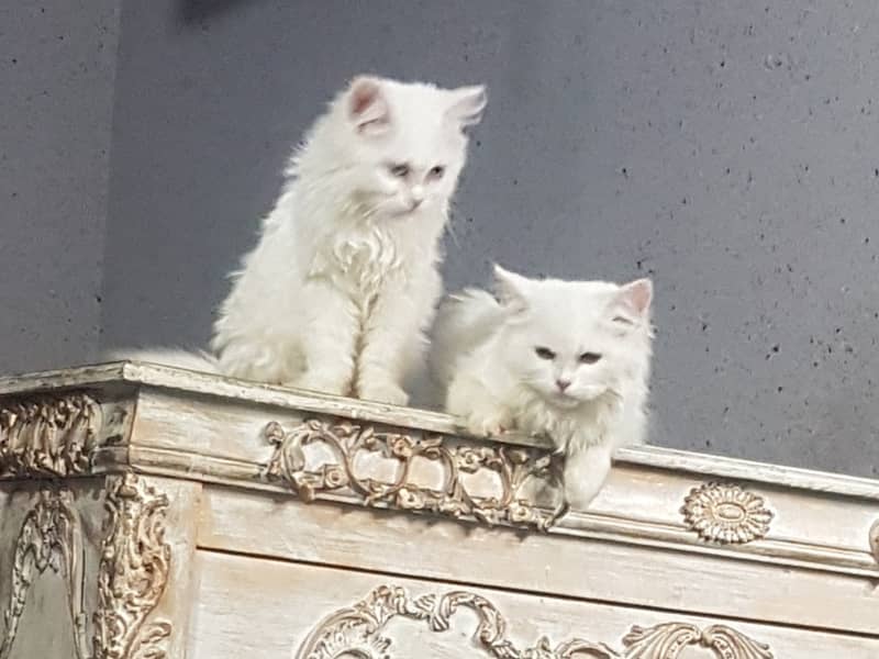 Persian kitten | Triple Coat | Persian Cat | Fluffy Kitten For Sale 10