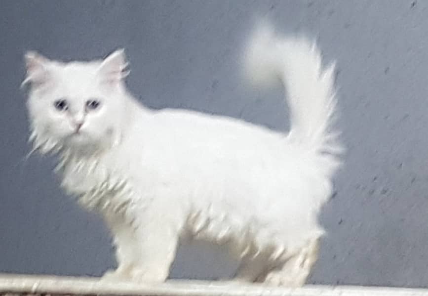 Persian kitten | Triple Coat | Persian Cat | Fluffy Kitten For Sale 11