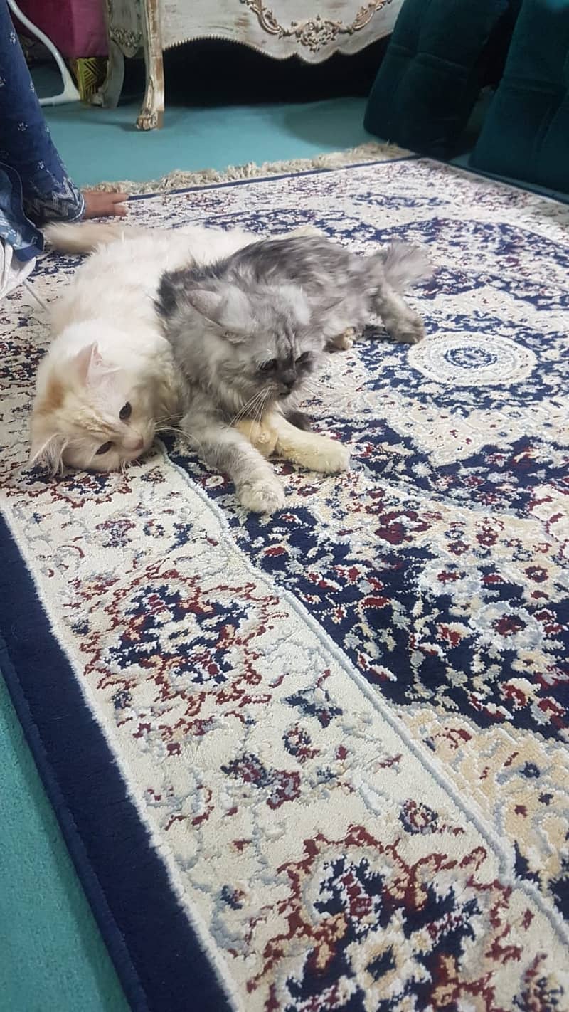 Persian kitten | Triple Coat | Persian Cat | Fluffy Kitten For Sale 12