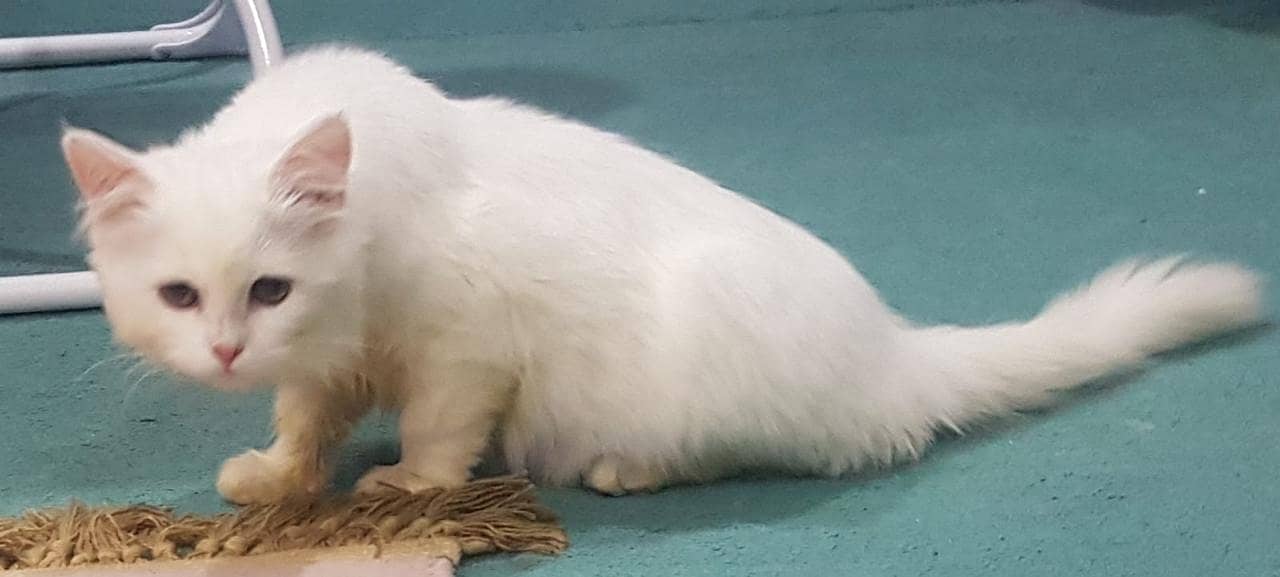 Persian kitten | Grey kitten | Triple Coat  | Fluffy Kitten For Sale 1