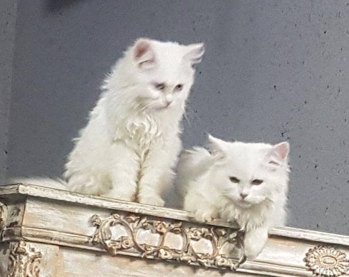 Persian kitten | Grey kitten | Triple Coat  | Fluffy Kitten For Sale 6