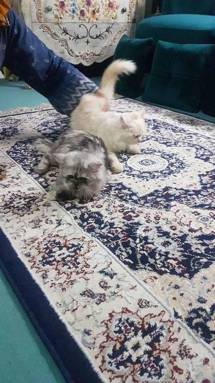 Persian kitten | Grey kitten | Triple Coat  | Fluffy Kitten For Sale 8