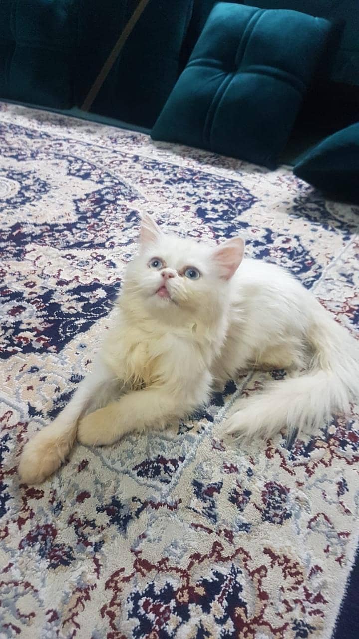 Persian kitten | Grey kitten | Triple Coat  | Fluffy Kitten For Sale 11