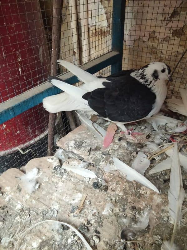 Sentient Pigeon Pairs / Kabutar 0