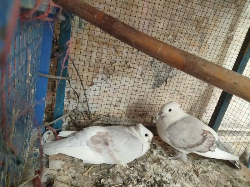 Sentient Pigeon Pairs / Kabutar 1