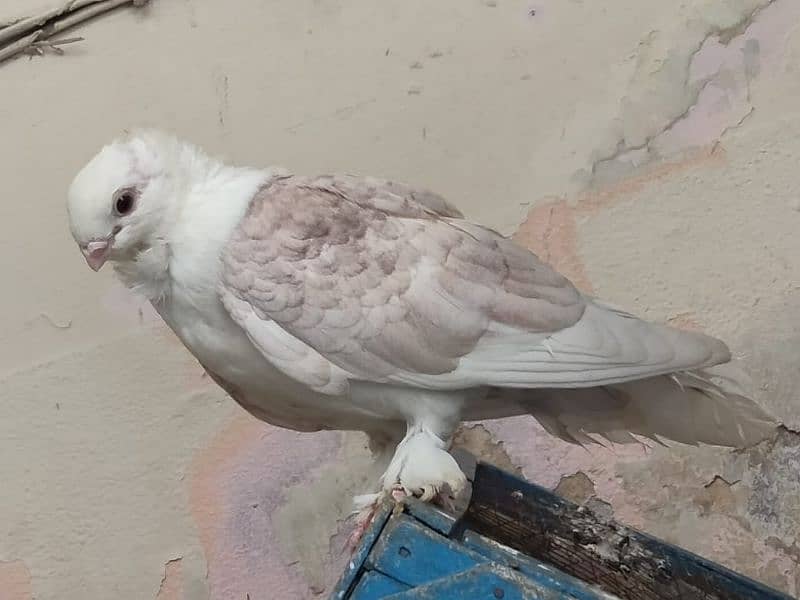 Sentient Pigeon Pairs / Kabutar 2