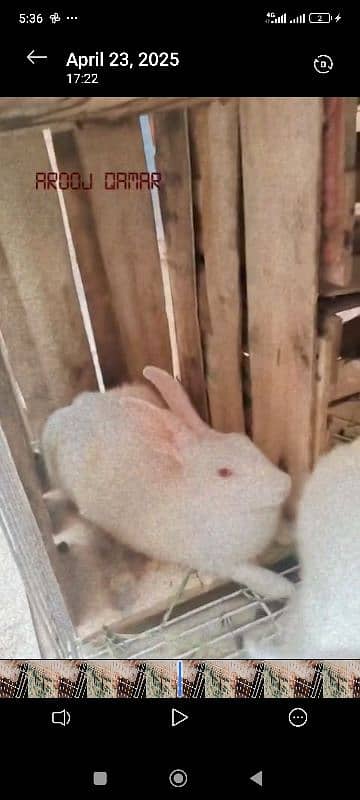 Rabbit and pinjra 0