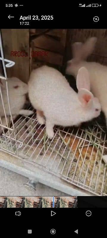 Rabbit and pinjra 2