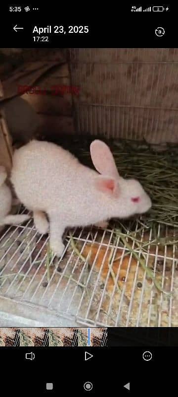Rabbit and pinjra 3