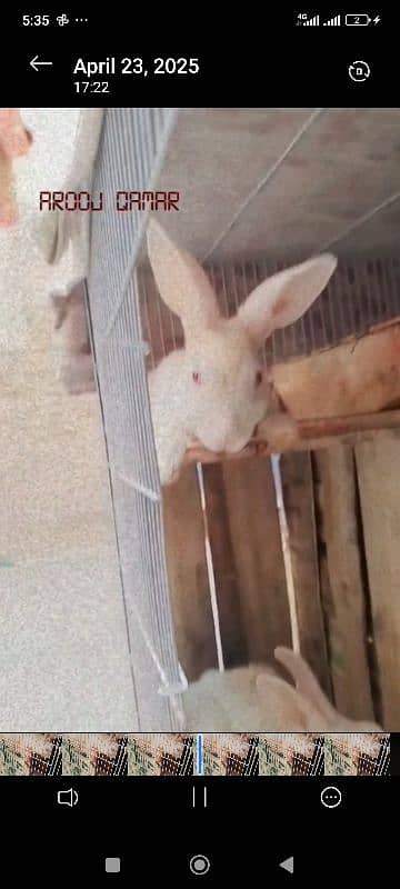 Rabbit and pinjra 4