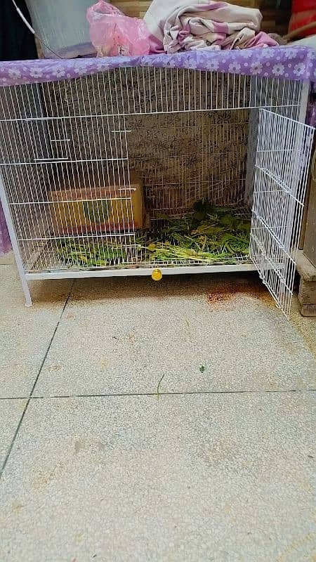 Rabbit and pinjra 5