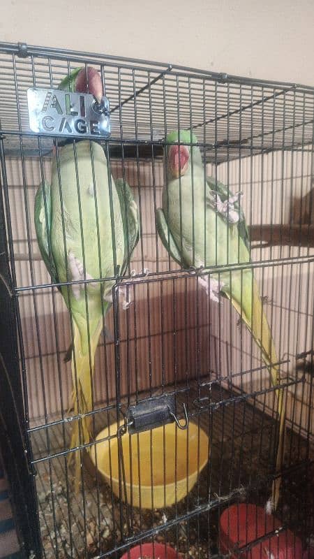 Raw parrots pair for sale Breeder pair 0