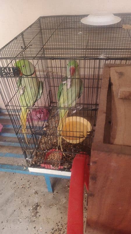 Raw parrots pair for sale Breeder pair 2