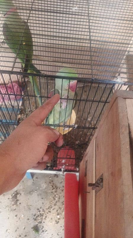 Raw parrots pair for sale Breeder pair 3