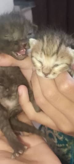 Cute Cat Baby Needs Loving Family